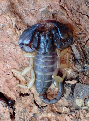 Euscorpius sp.